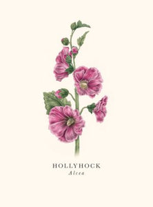 Hollyhock Blank Card