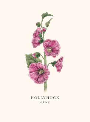 Hollyhock Blank Card