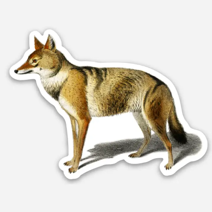 Skeptical Jackal Sticker (shc)