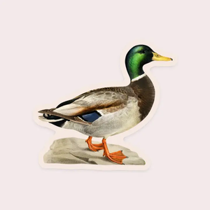 Measured Mallard Sticker (shc)