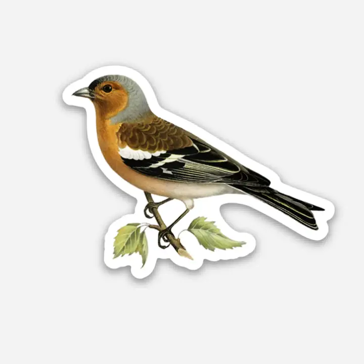 Stoic Finch Sticker (shc)