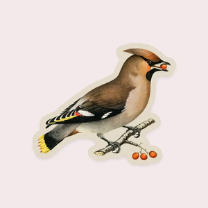 Wary Waxwing Sticker (shc)